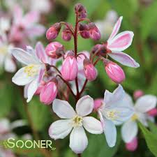 Image result for Deutzia