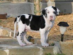 Find the perfect dog breeder and puppy at next day pets. N2spots Great Danes Texas Breeder Of Quality European Harlequin Mantle And Merle Danes Great Dane Dane Puppies Great Dane Dogs