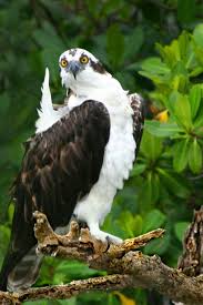 Birds Of Prey Cape Cod Ma Osprey Sighting Photo Credit City Of Clearwater Animals Beautiful Pet Birds Bird Sightings