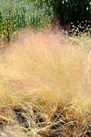 Image result for Agrostis products