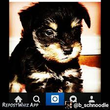 Jen Scott On Instagram Make Sure You Go Follow B Schnoodle On Instagram Patsnation Schnoodle Dog Schnoodlesofinstagr Schnoodle Mini Schnoodle Instagram