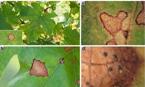 Image result for Pseudopeziza tracheiphila