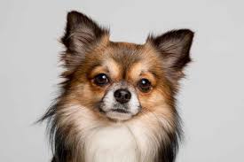He's renowned for being the world's smallest dog, but he may well. A Chihuahua Is A Tiny Dogs That Is Active Playful Moody And Loving