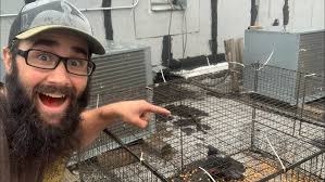 Pigeon Trapping and Loft Update! (Pest Control)