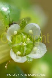 Image result for Elatinaceae