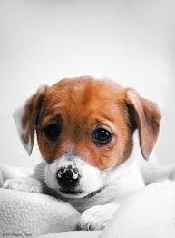 We did not find results for: Funny Nose Too Jack Russell Cutie Gosh Look At These Sweet Puppy Eyes Puppies Baby Dogs Cute Baby Animals