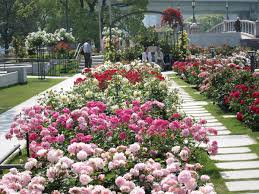中之島 バラ 園 ツイッター