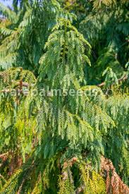 Image result for Cryptocarya transvaalensis