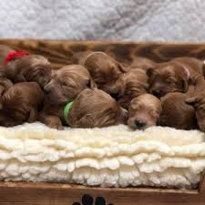 Advertise your dogs and puppies for free! As Good As Gold Golden Retriever Rescue Of Illinoisgolden Doodle Puppies As Good As Gold Golden Retriever Rescue Of Illinois