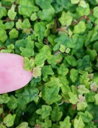 Image result for ficus pumila