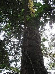 Image result for Parinari excelsa