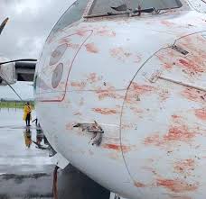 Jul 27, 2021 · mango airlines, the budget airline failed to stave off business distress and has become the fourth south african company to enter business rescue. Bird Strike Image Clouds