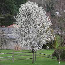 We did not find results for: Landscape Basics 26 5l Flowering Pear Redspire Shade Tree The Home Depot Canada