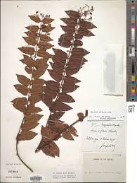 Image result for Dewevrella cochliostema