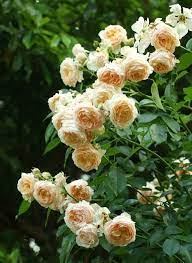 Climbing Rose Ginger Syllabub Blooming Rose Climbing Roses Rose