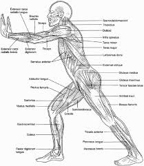 Muscular System Coloring Sheets Anatomy Coloring Book Physiology Anatomy And Physiology