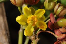 Image result for Ochnaceae