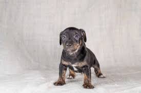 Small tan and white terriers that technically belong to other breeds are sometimes known erroneously as jack russells. Photo Of Brown And Black Brindle Jack Id 166801843 Royalty Free Image Stocklib