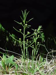 Image result for Thesium megalocarpum