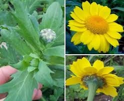 Image result for Glebionis