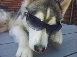 What makes mals a great house dog is that he is naturally inclined with people. Cooler Than Cool Skippy Husky Siberian Husky Malamute