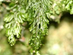 Image result for Hymenophyllum triangulare