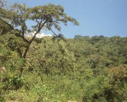 Image result for Ophrestia radicosa