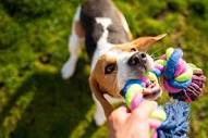 Enjoy Playing With Your Dog - CVETS - Columbia Veterinary ...