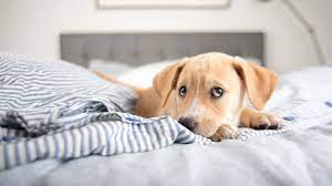 Während du dich abends bettfertig machst und dich in dein bett legen möchtest, wartet dein hund schon geduldig im schlafzimmer auf dich. Hund Im Bett Macht Gesund Und Glucklich Brigitte De