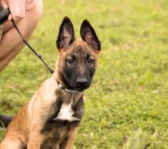 Bring home your belgian shepherd. Pin By Tracy Patton On Dogs Belgian Malinois Puppies Malinois Puppies Belgian Malinois