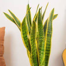 Image result for Asplenium laurentii