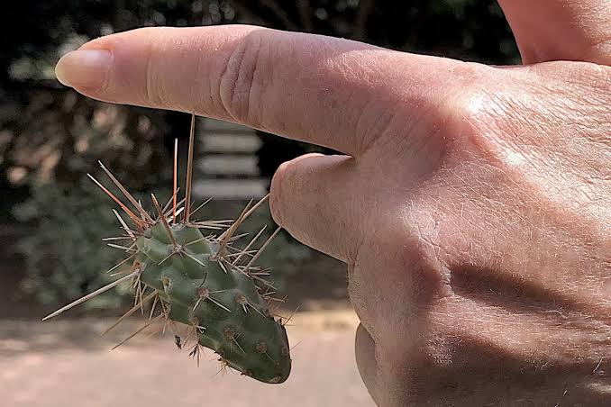 See the Sneaky Cholla That Bit Me and More