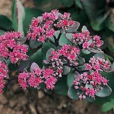 Image result for Sedum