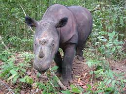 In Images 100 Most Threatened Species Endangered Animals Animal Species Sumatran Rhino