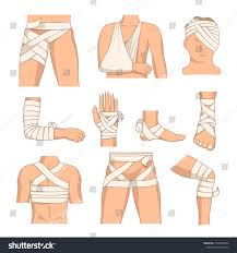 These muscles help the body bend at the waist. Clar ReintÄƒresc DragÄƒ Leg Body Parts Kenbishop Org