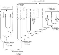 Angiosperm Phylogeny Group An Overview Sciencedirect Topics