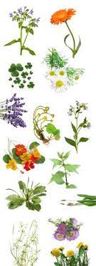 Maybe you would like to learn more about one of these? Find Out The Full List Of Rabbit Safe Greens Herbs Flowers And Weeds With The Just Rabbits Get Started Kit What Can Rabbits Eat Rabbit Eating Rabbit Diet