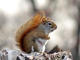 Pot Bellied American Red Squirrel By Lyuba Ivleva