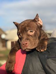 We are extremely critical of every litter and the pit bull puppies that we choose to keep for ourselves are considered the best of the best. American Bully For Sale In The City Of Moskva Russian Federation Price 899 Announcement 4196