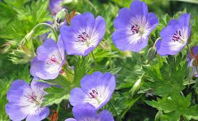 Storchschnabel Selbst Vermehren Storchschnabel Wildblumenwiese Pflanzen