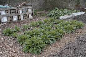 Jun 01, 2021 · by david bocking. How To Propagate Comfrey Propagating Bocking 14 Comfrey
