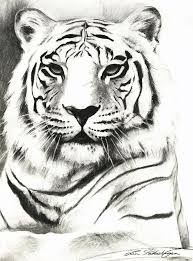 Learn how to draw tiger black and white pictures using these outlines or print just for coloring. White Tiger Portrait By Lin Petershagen Tiger Drawing Animal Drawings Tiger Art