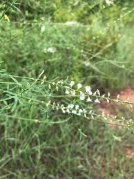 Image result for Polygala melilotoides