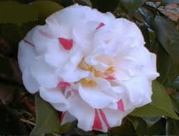 Companion planting is using certain plant combinations to naturally wards off garden pests. 3 Insects And Diseases Of Camellias A Heron S Garden