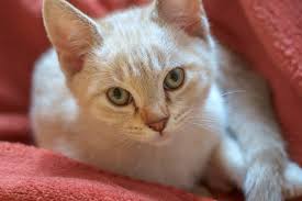 Find out more about this. Australian Mist The Ultimate Guide To Their History Types Characteristics Temperament And Care Kitty Wise