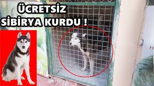 Ucretsiz Sibirya Kurdu Sahiplenmek Youtube