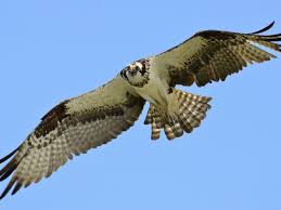 Get the hawks sports stories that matter. 14 Fun Facts About Sea Hawks Science Smithsonian Magazine