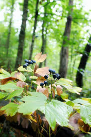 Image result for Blue Cohosh