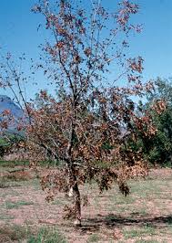 Us > arizona > maricopa county > avondale > maricopa county > pecan tree park mobile home park. Nmsu Diseases And Other Disorders Of Pecan In New Mexico