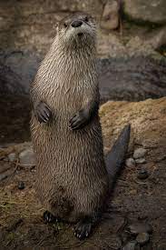 North American River Otter North American Animals North American Wildlife River Otter